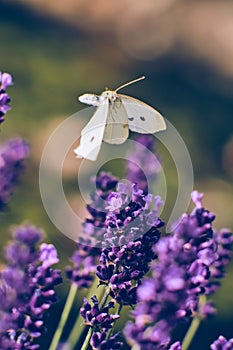 Pieris Butterfly flying over Lavender Flower