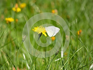 Pieris Butterfly Whites or Garden Whites