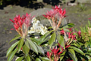 Pieris Forest Flame red leaves