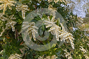 Pieris formasa wakehurst