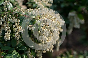 Pieris formosa, andromedas, fetterbushes or Pieris japonica