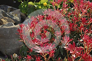 Pieris japonica Flaming Silver evergreen shrub with purple-pink foliage grown in the rock park.