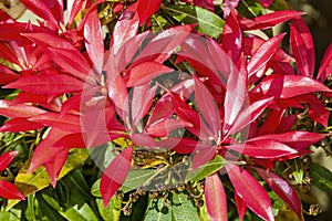 Pieris Japonica `Forest Flame`