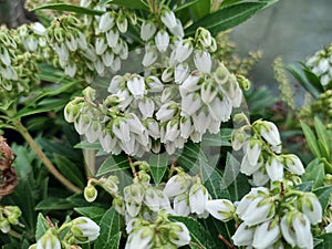 Pieris japonica \'Prelude\' photo