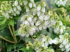 Pieris japonica \'Prelude\'