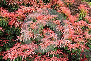 Pieris Japonica 'Red Head' Red Head Pieris