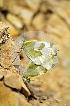 Pieris krueperi , the Krueper`s small white butterfly