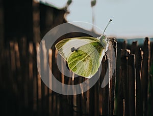 Pieris mannii (southern small white) is a butterfly in the family Pieridae.