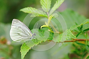 Pieris napi on bramble branch photo