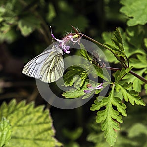 Pieris napi, the green-veined white, is a butterfly of the family Pieridae.