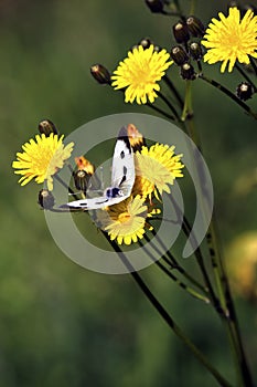 Pieris rapae butterfly