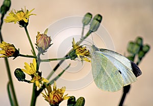 Pieris rapae butterfly