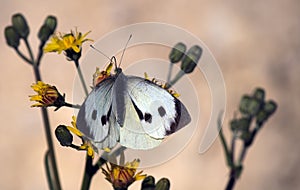 Pieris rapae butterfly