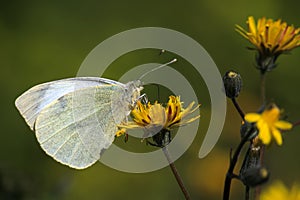 Pieris rapae butterfly
