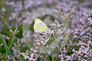 Pieris rapae butterfly on sea lavender.