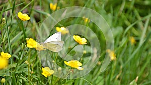 Pieris rapae butterfly photo