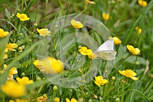 Pieris rapae butterfly photo
