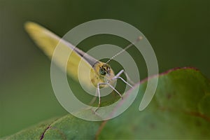 Pieris rapae - cabbage white butterfly on a beetroot leaf as a close up