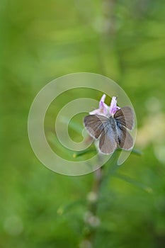 Pieris rapae small cabbage white butterfly