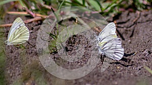 Pieris rapae is a small- to medium-sized butterfly species of the whites-and-yellows family Pieridae. It is known in Europe as the