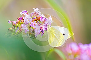 Pieris rapae small white butterfly pollinating on pink purple flowers