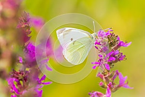 Pieris rapae small white butterfly pollinating on pink purple flowers