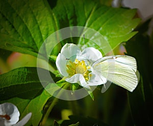 Pieris rapae on a strawberry flower.