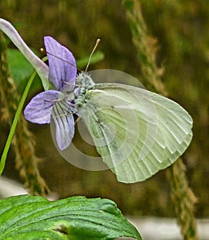 Pieris Virginiensis Butterfly nature art abstract