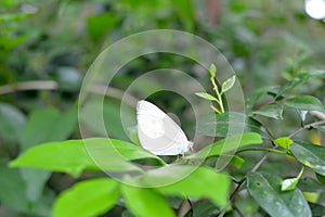 Pieris virginiensis on Citrus japonica leaves