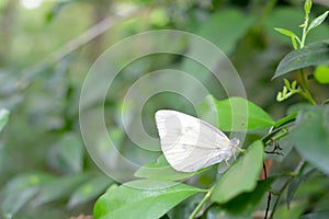 Pieris virginiensis on Citrus japonica leaves