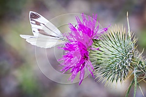 Pieris White Butterfly on Thistle