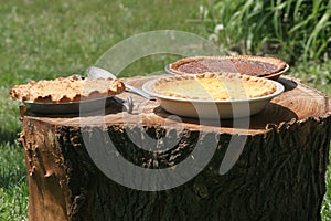 Pies Cooling on Tree Stump