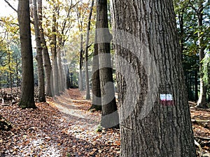 Pieterpad sign on a tree at the autumn forest at Eelerberg