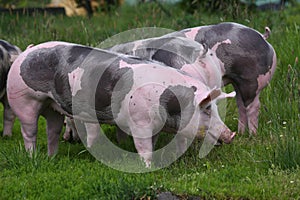 Spotted pietrian breed pigs grazing at animal farm on pasture photo