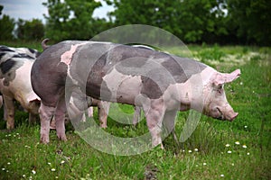 Pietrain pig grazing on the meadow
