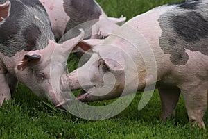 Pietrain pig grazing on the meadow photo