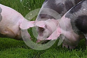Pietrain pigs grazing on the meadow photo