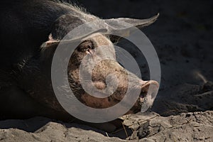 Pietrain swine Sus scrofa f. domesticus