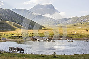 Pietranzoni lake view with cows