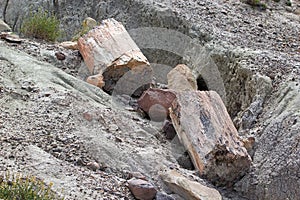 Pietrified wood near Viedma Lake in Patagonia, Argentina