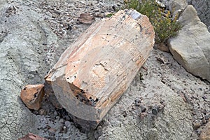 Pietrified wood near Viedma Lake in Patagonia, Argentina