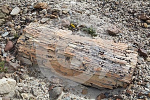 Pietrified wood near Viedma Lake in Patagonia, Argentina photo