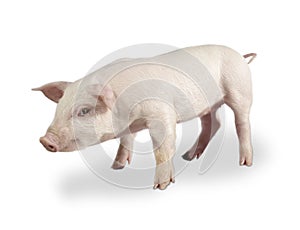 Pig 03