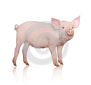 Pig