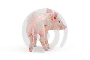 Pig img