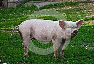 Pig photo