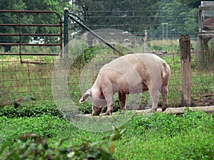 Pig 2