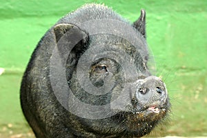 Pig