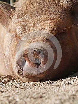 Pig