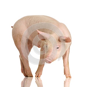 Pig photo